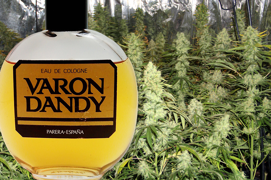 Colonia varon dandy online opiniones